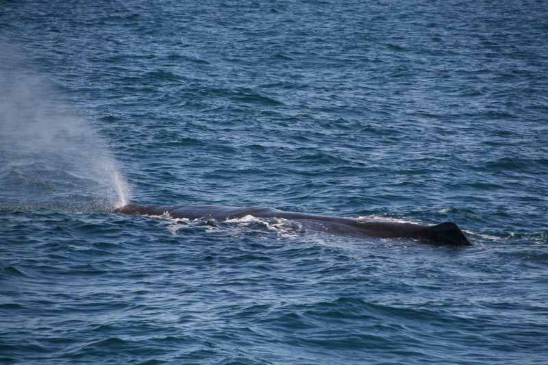 Nieuw-Zeeland 2011 - 1206